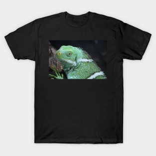 Fijian Crested Iguana T-Shirt